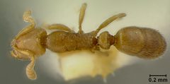 Ponera exotica by the Smithsonian. Used under a CC0 license.