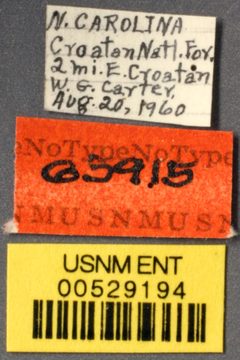 Ponera exotica by the Smithsonian. Used under a CC0 license.