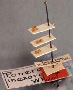 Ponera inexorata by the Smithsonian. Used under a CC0 license.