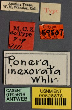 Ponera inexorata by the Smithsonian. Used under a CC0 license.