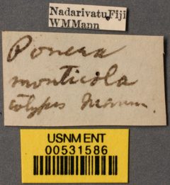 Ponera monticola by the Smithsonian. Used under a CC0 license.