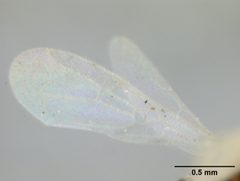 Ponera oblongiceps by the Smithsonian. Used under a CC0 license.
