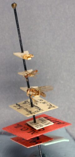 Prenolepis bruesii by the Smithsonian. Used under a CC0 license.
