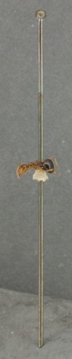 Prenolepis imparis var. minuta by the Smithsonian. Used under a CC0 license.