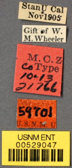 Prenolepis imparis var. californica by the Smithsonian. Used under a CC0 license.