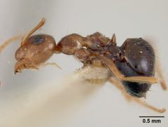 Prenolepis imparis var. minuta by the Smithsonian. Used under a CC0 license.