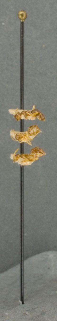 Prenolepis imparis var. coloradensis by the Smithsonian. Used under a CC0 license.