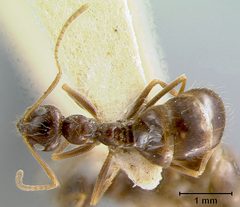 Prenolepis imparis var. colimana by the Smithsonian. Used under a CC0 license.