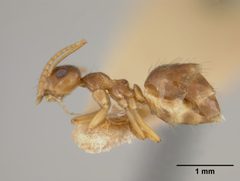 Prenolepis imparis var. coloradensis by the Smithsonian. Used under a CC0 license.
