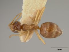 Prenolepis imparis var. coloradensis by the Smithsonian. Used under a CC0 license.