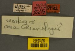 Prenolepis imparis var. coloradensis by the Smithsonian. Used under a CC0 license.