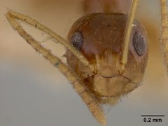 Prenolepis imparis var. coloradensis by the Smithsonian. Used under a CC0 license.