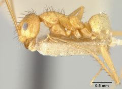 Prenolepis (Nylanderia) stigmaticus by the Smithsonian. Used under a CC0 license.