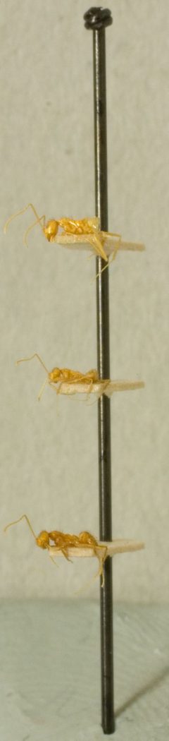 Prenolepis (Nylanderia) stigmaticus by the Smithsonian. Used under a CC0 license.