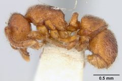Proceratium crassicorne var. vestitum by the Smithsonian. Used under a CC0 license.