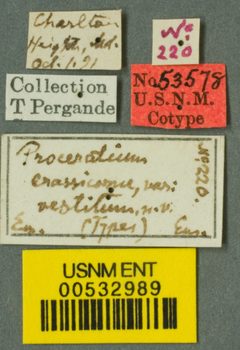Proceratium crassicorne var. vestitum by the Smithsonian. Used under a CC0 license.