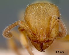 Proceratium numidicum by the Smithsonian. Used under a CC0 license.