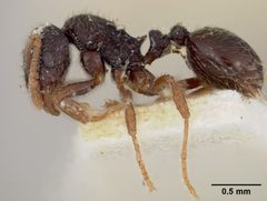 Rogeria (Irogera) striatella by the Smithsonian. Used under a CC0 license.
