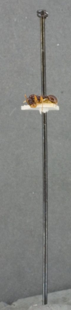 Rogeria (Irogera) tortuosa levifrons by the Smithsonian. Used under a CC0 license.