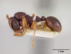 Rogeria (Irogera) tortuosa levifrons by the Smithsonian. Used under a CC0 license.