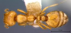 Solenopsis aurea amblychila by the Smithsonian. Used under a CC0 license.
