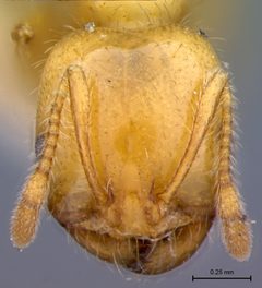 Solenopsis aurea amblychila by the Smithsonian. Used under a CC0 license.
