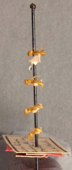 Solenopsis aurea amblychila by the Smithsonian. Used under a CC0 license.