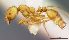 Solenopsis aurea amblychila by the Smithsonian. Used under a CC0 license.