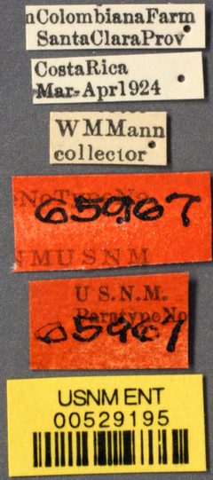 Stenamma expolitum by the Smithsonian. Used under a CC0 license.