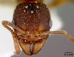 Stenamma meridionale by the Smithsonian. Used under a CC0 license.