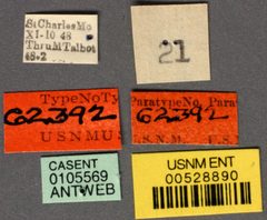 Stenamma meridionale by the Smithsonian. Used under a CC0 license.