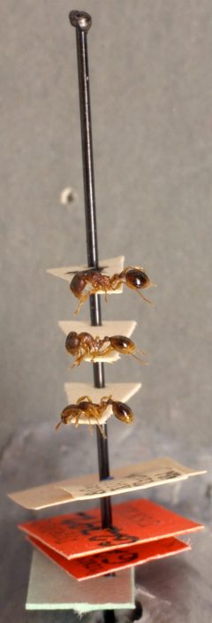 Stenamma meridionale by the Smithsonian. Used under a CC0 license.