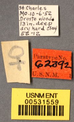Stenamma meridionale by the Smithsonian. Used under a CC0 license.