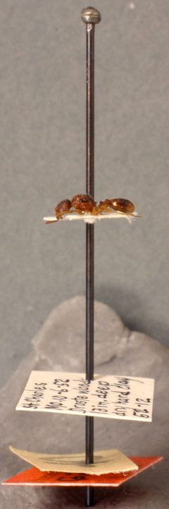 Stenamma meridionale by the Smithsonian. Used under a CC0 license.