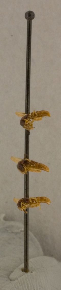 Stigmatomma (Fukalora) williamsi by the Smithsonian. Used under a CC0 license.