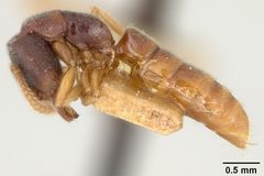 Stigmatomma (Fukalora) williamsi by the Smithsonian. Used under a CC0 license.