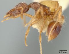 Strumigenys (Cephaloxys) clypeata var. brevisetosa by the Smithsonian. Used under a CC0 license.