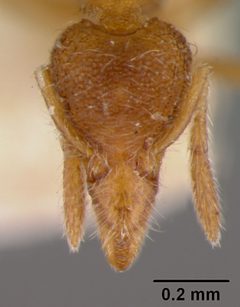Strumigenys (Cephaloxys) clypeata var. laevinasis by the Smithsonian. Used under a CC0 license.