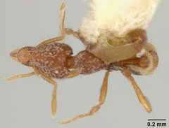 Strumigenys (Cephaloxys) clypeata var. brevisetosa by the Smithsonian. Used under a CC0 license.