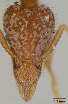 Strumigenys (Cephaloxys) clypeata var. brevisetosa by the Smithsonian. Used under a CC0 license.