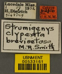 Strumigenys (Cephaloxys) clypeata var. brevisetosa by the Smithsonian. Used under a CC0 license.