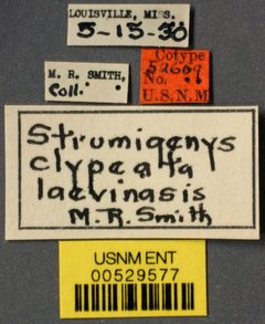 Strumigenys (Cephaloxys) clypeata var. laevinasis by the Smithsonian. Used under a CC0 license.
