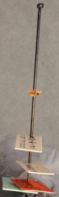 Strumigenys (Cephaloxis) dietrichi by the Smithsonian. Used under a CC0 license.