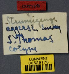 Strumigenys eggersi by the Smithsonian. Used under a CC0 license.