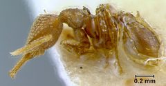 Strumigenys eggersi var. cubaensis by the Smithsonian. Used under a CC0 license.