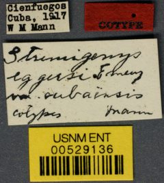 Strumigenys eggersi var. cubaensis by the Smithsonian. Used under a CC0 license.