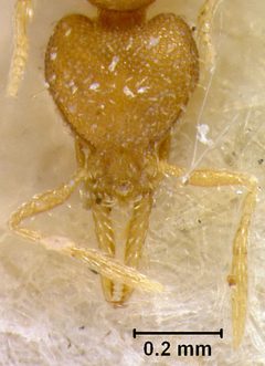 Strumigenys eggersi by the Smithsonian. Used under a CC0 license.