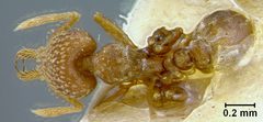 Strumigenys eggersi var. cubaensis by the Smithsonian. Used under a CC0 license.