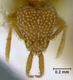 Strumigenys eggersi var. cubaensis by the Smithsonian. Used under a CC0 license.