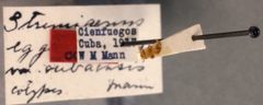 Strumigenys eggersi var. cubaensis by the Smithsonian. Used under a CC0 license.